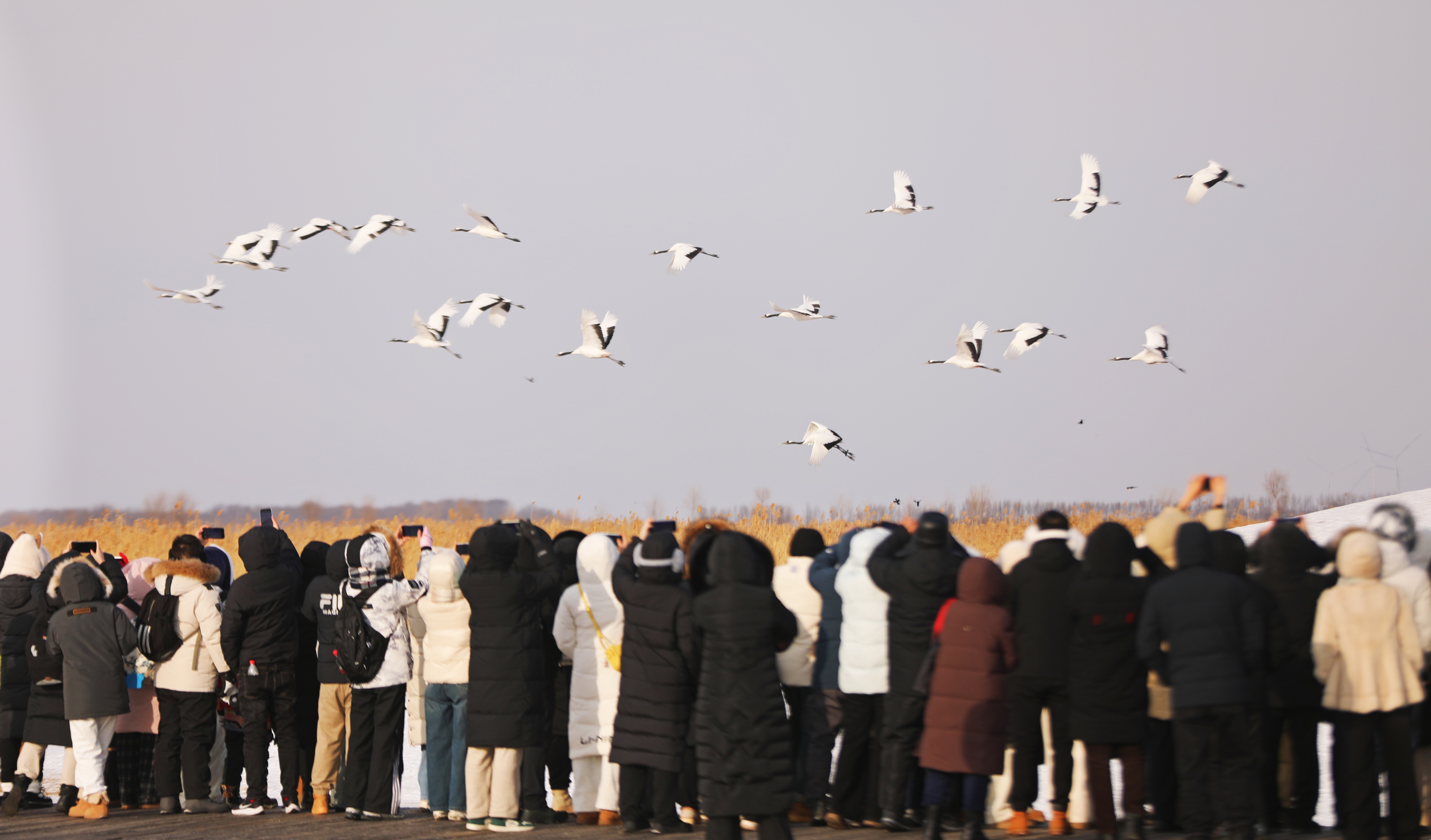 游客雪地观鹤 (3).JPG