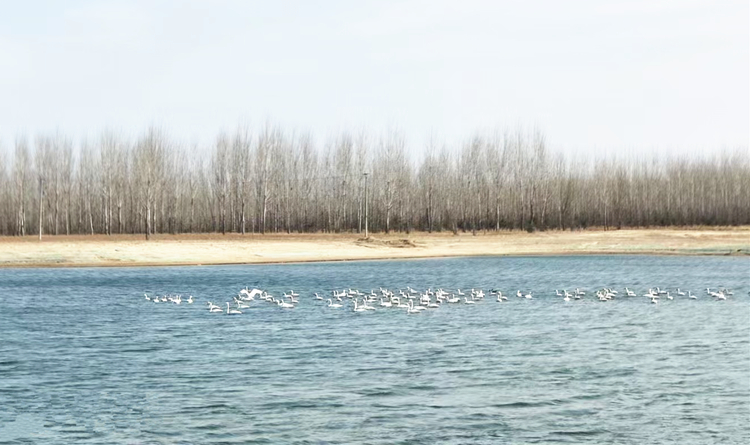 永定河廊坊段迎来白天鹅。（资料片）刘志峰摄