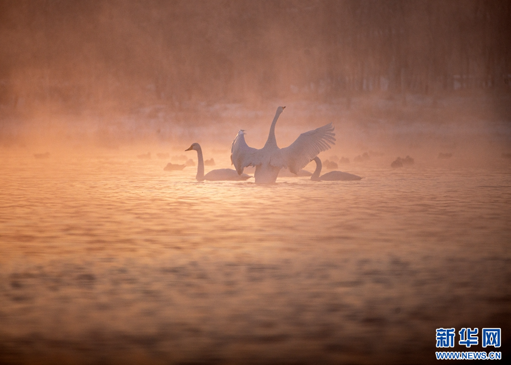 甘肃张掖晨雾漫漫天鹅舞