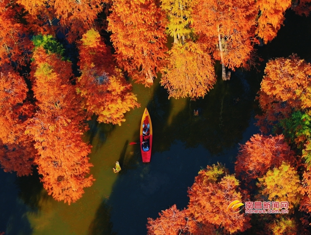 南昌县：冬韵入画来（图）