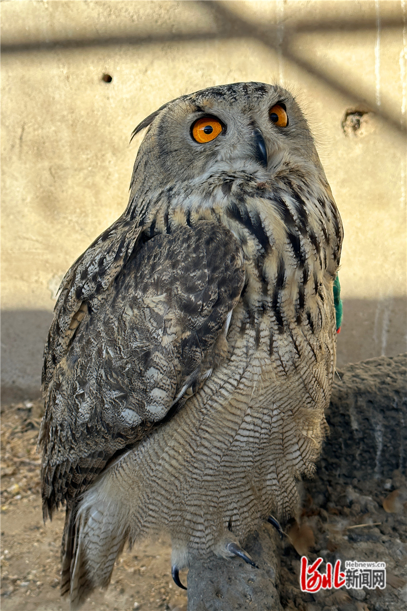 已妥善安置在救助中心的雕鸮。阳原县野生动物救助中心供图