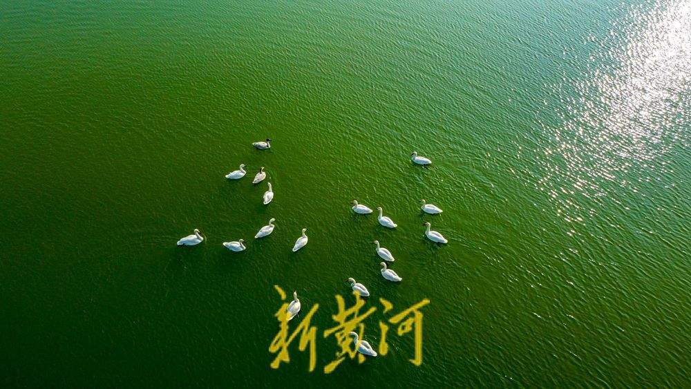 天鹅群栖济南玉清湖沉砂池 宛若翡翠上的颗颗白玉