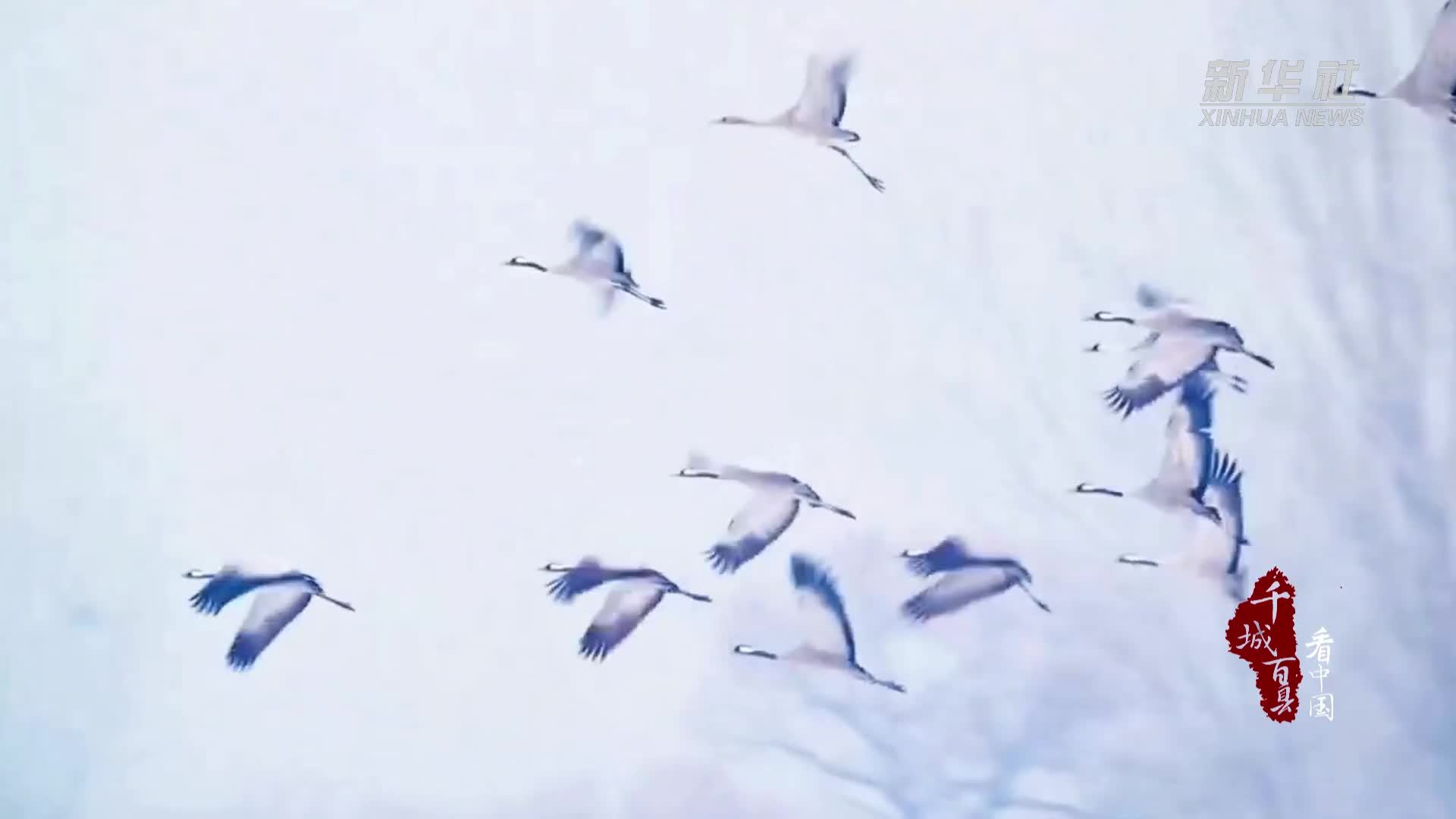 千城百县看中国｜北京顺义：冰上鹤影 列队凌云