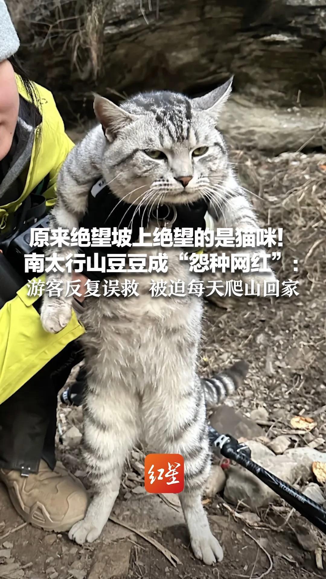 原来绝望坡上绝望的是猫咪！南太行山豆豆成“怨种网红”：游客反复误救 被迫每天爬山回家  主人：已挂上身份牌