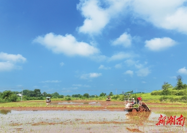 衡南县江口镇，村民驾驶农机进行镉低积累晚稻品种“西子3号”插秧作业。（资料图片）曹正平 刘冠 摄影报道（湖南图片库）