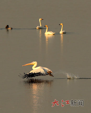 现身鄱阳湖余干水域的白鹈鹕。 雷小勇 摄