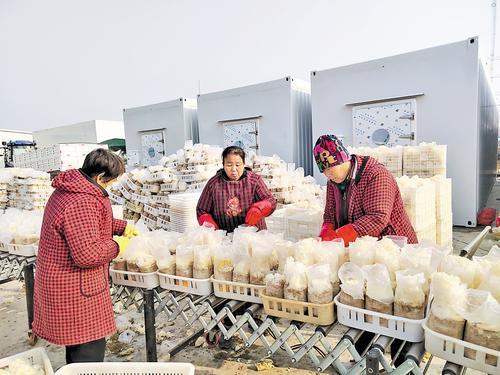 2025年12月30日，在新河县西流乡东董村汇珍食用菌有限公司，村民正在收割绣球菌。本报记者 马彦铭摄