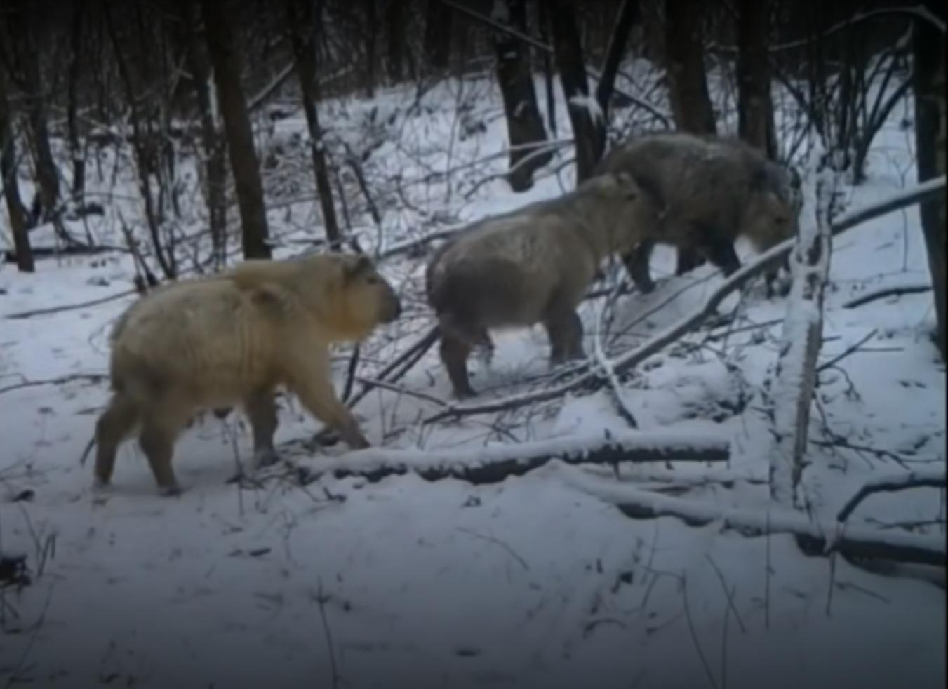 首次拍到！金钱豹“走”通道穿公路 国宝天团组团出镜