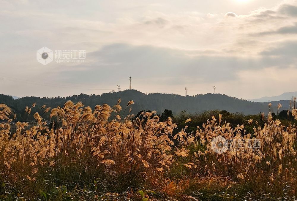1月5日，江西省永新县烟阁乡罗曼花园内，大片芦苇浸透暖阳，泛起涟漪般的金色光晕。芦穗随风摇曳，为乡村冬日增添温暖诗意。