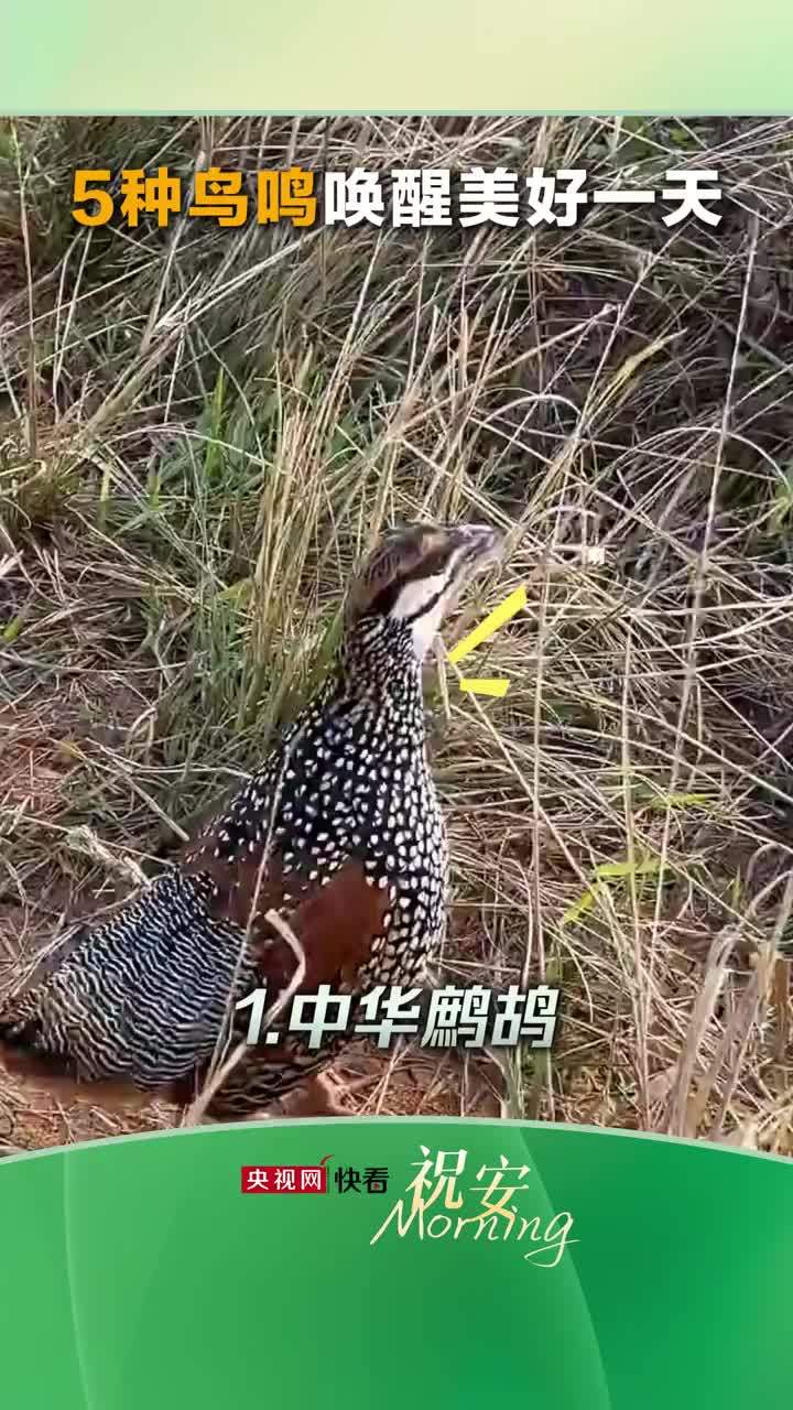 聆听自然的声音，5种鸟鸣唤醒美好一天#快看祝早安