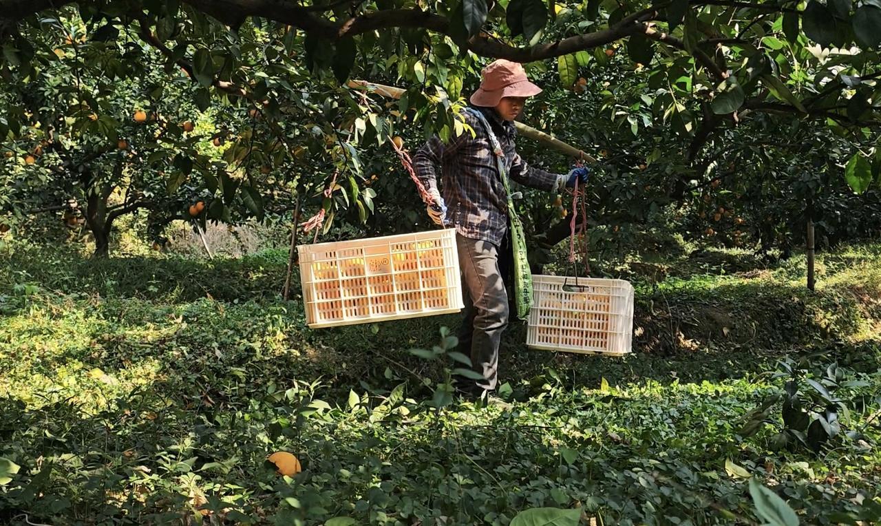 从树梢到餐桌 十道工序 “定制”一颗17.5&deg;橙