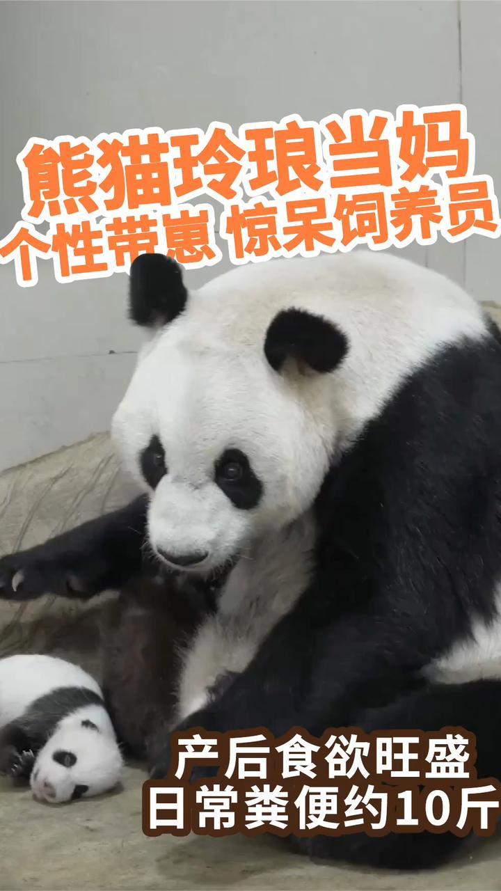 熊猫玲琅当妈后另类画风，时而母爱爆发，时而把娃当玩具