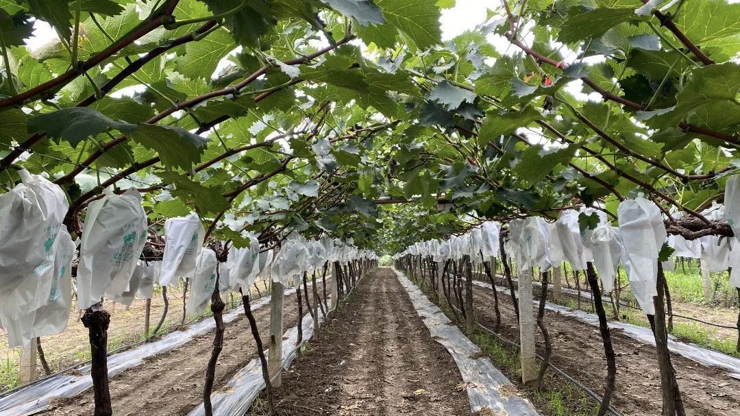 西安农业经营主体突破1.5万家 多层次体系加速形成