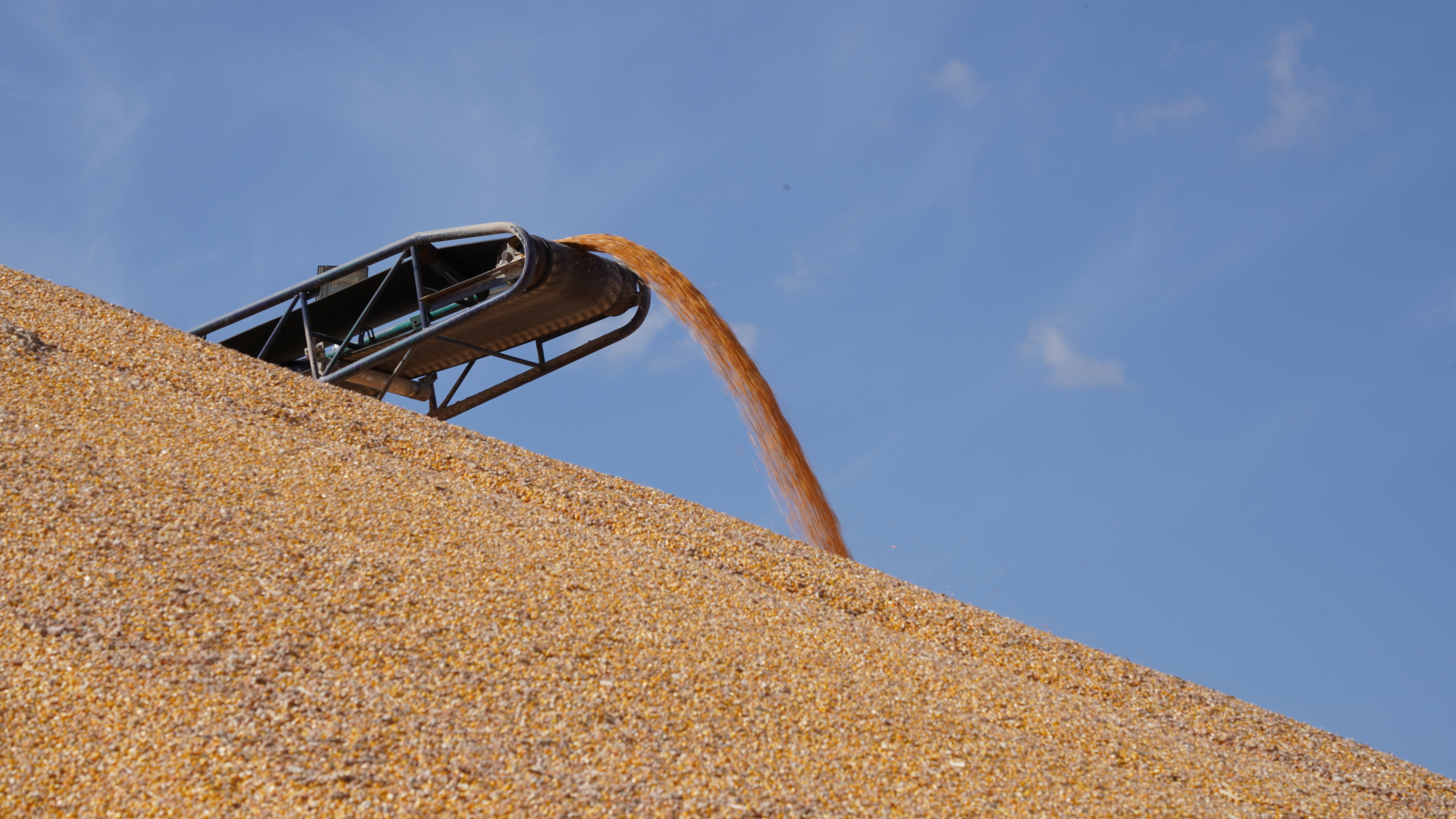 金黄色的粮食装满了粮仓