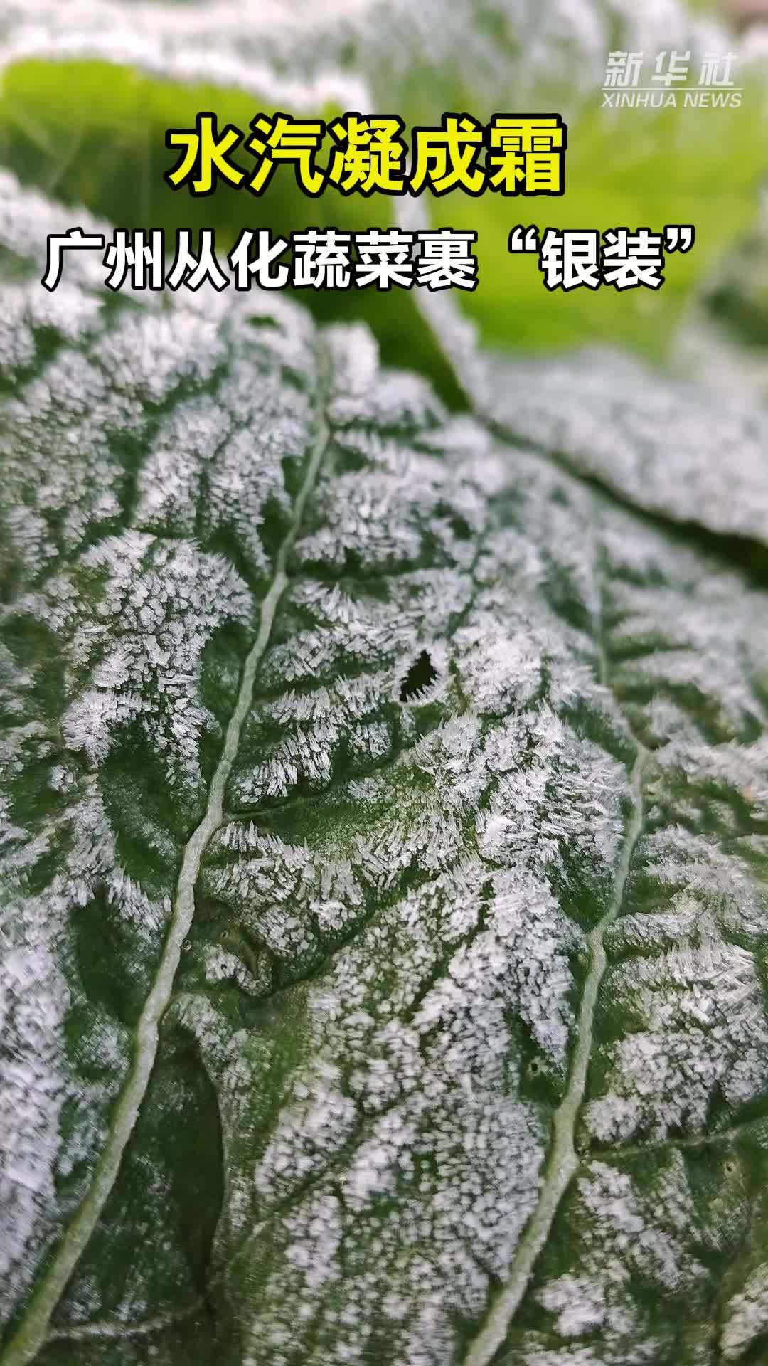 水汽凝成霜 广州从化蔬菜裹“银装”