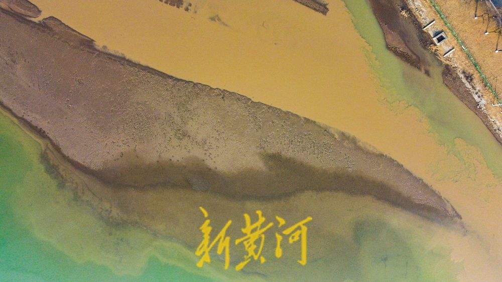 黄河水由浊变清，济南玉清湖水库沉砂池现黄绿交融壮美画卷