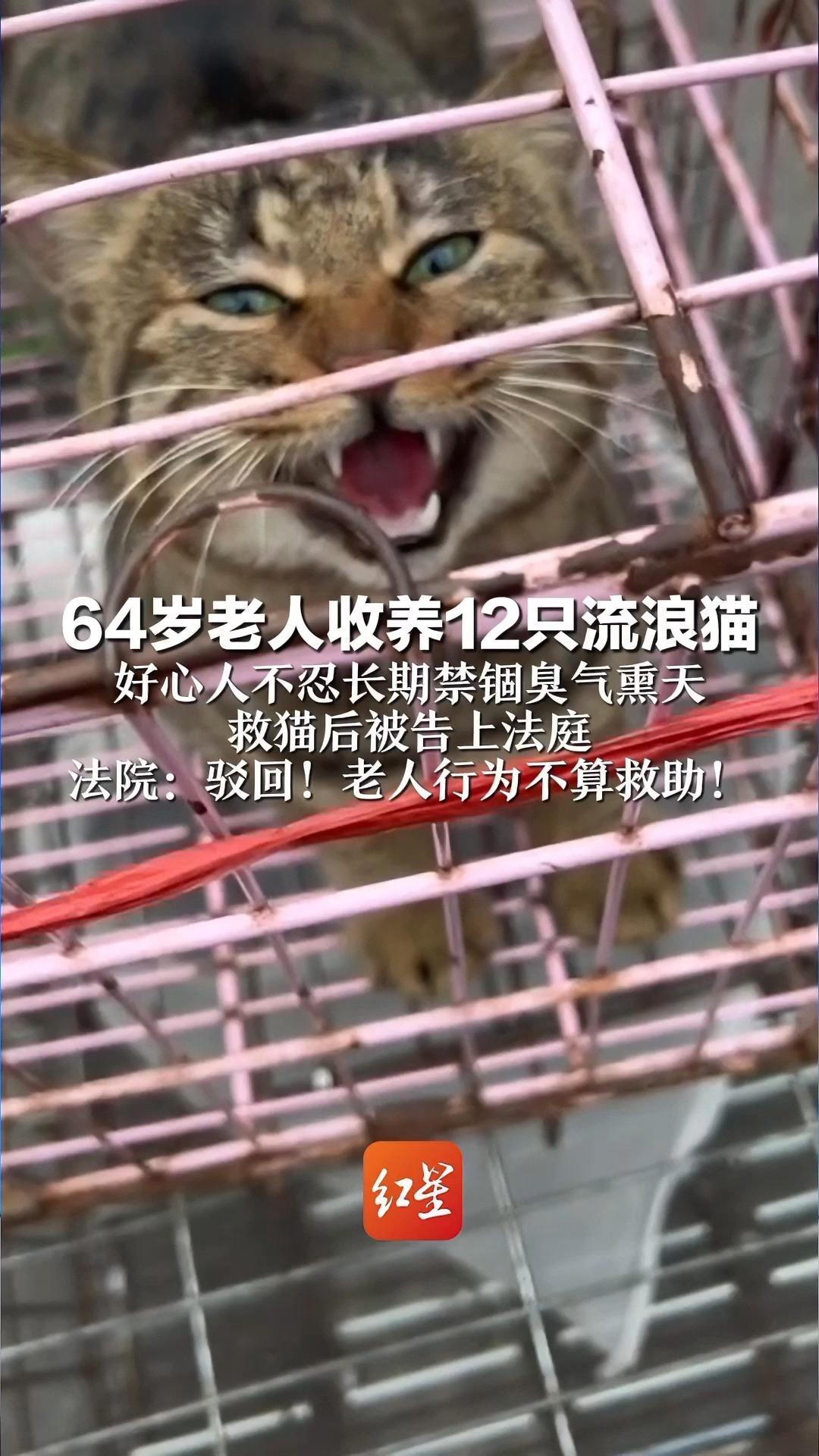 64岁老人收养12只流浪猫 好心人不忍长期禁锢臭气熏天 救猫后被告上法庭 法院：驳回！老人行为不算救助