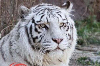 青岛动物园孟加拉白虎“白小孬”出圈