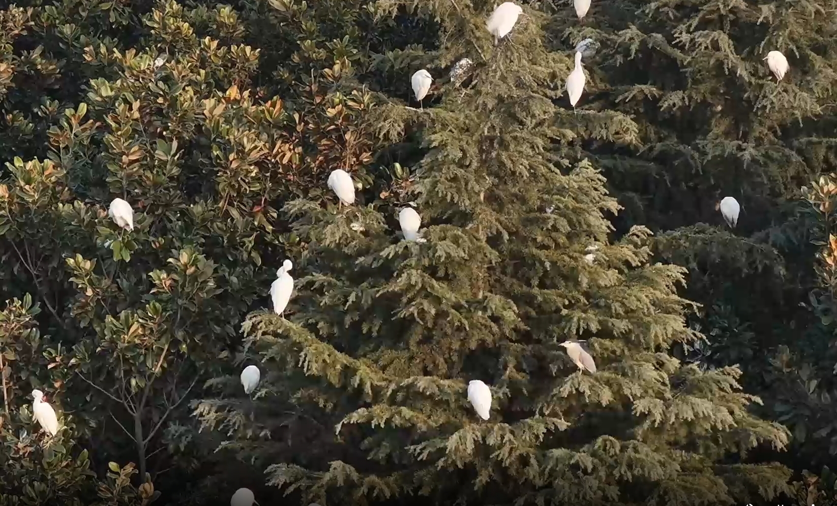 枣庄台儿庄古运河畔 素鹭闲栖玉树枝