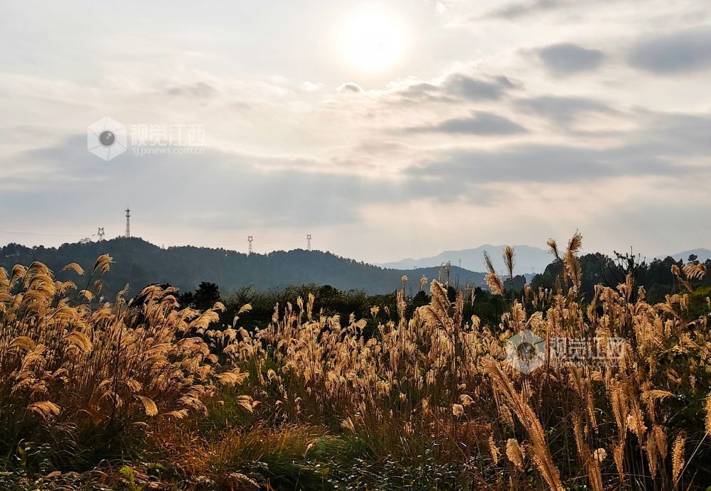 1月5日，江西省永新县烟阁乡罗曼花园内，大片芦苇浸透暖阳，泛起涟漪般的金色光晕。芦穗随风摇曳，为乡村冬日增添温暖诗意。