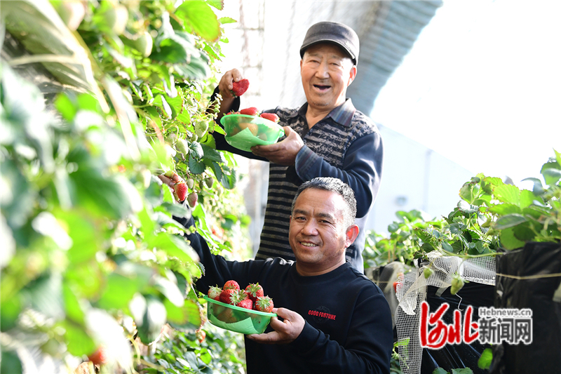 1月4日，农民在河北省张家口市怀来县存瑞镇永安村盛鸿庄园草莓基地采摘草莓。