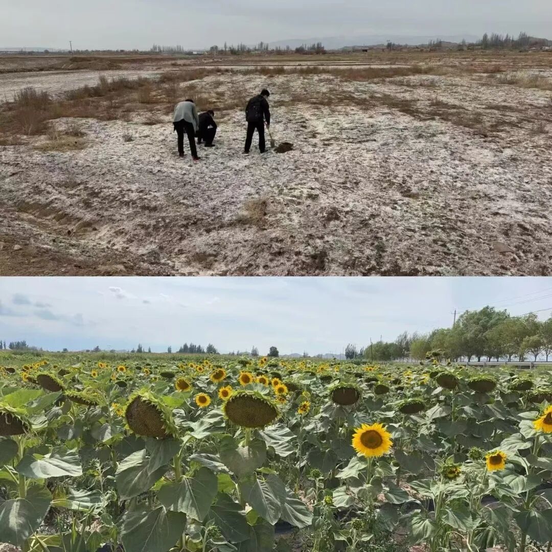 技术应用前后，盐碱地的对比图。