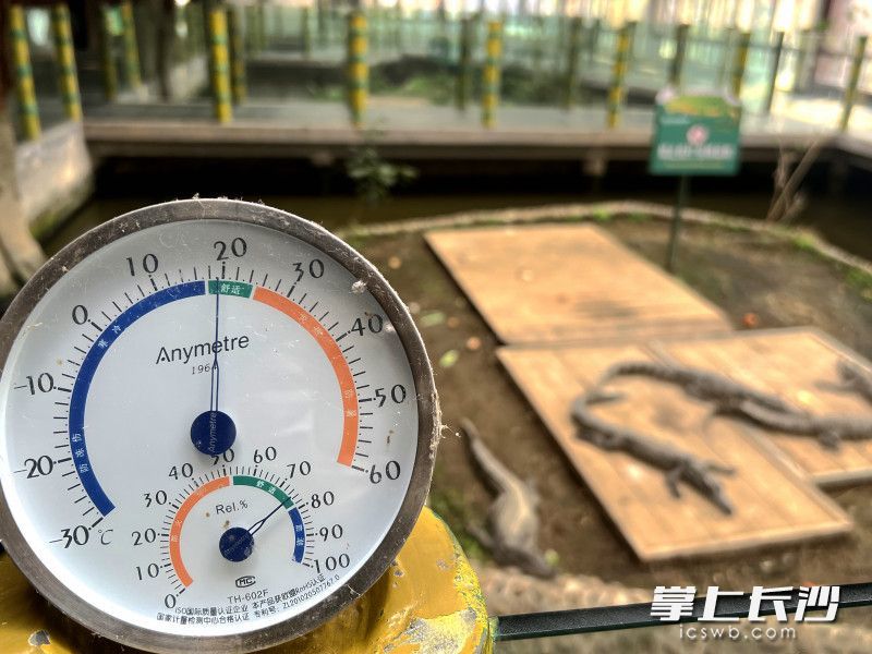 蜥蜴、蛇类等变温动物生活在恒温环境下。