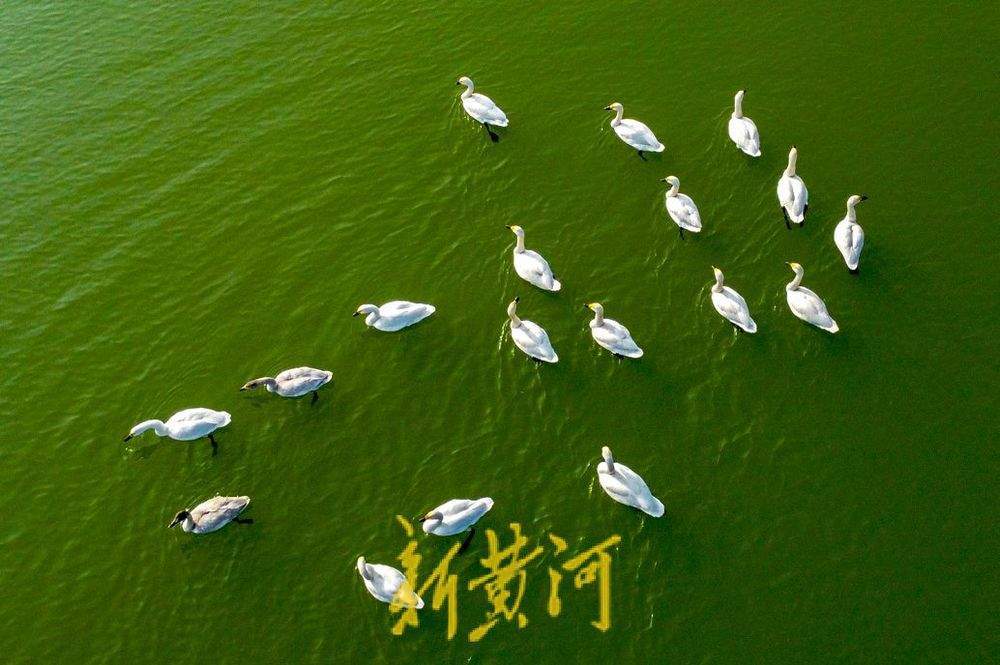 天鹅群栖济南玉清湖沉砂池 宛若翡翠上的颗颗白玉