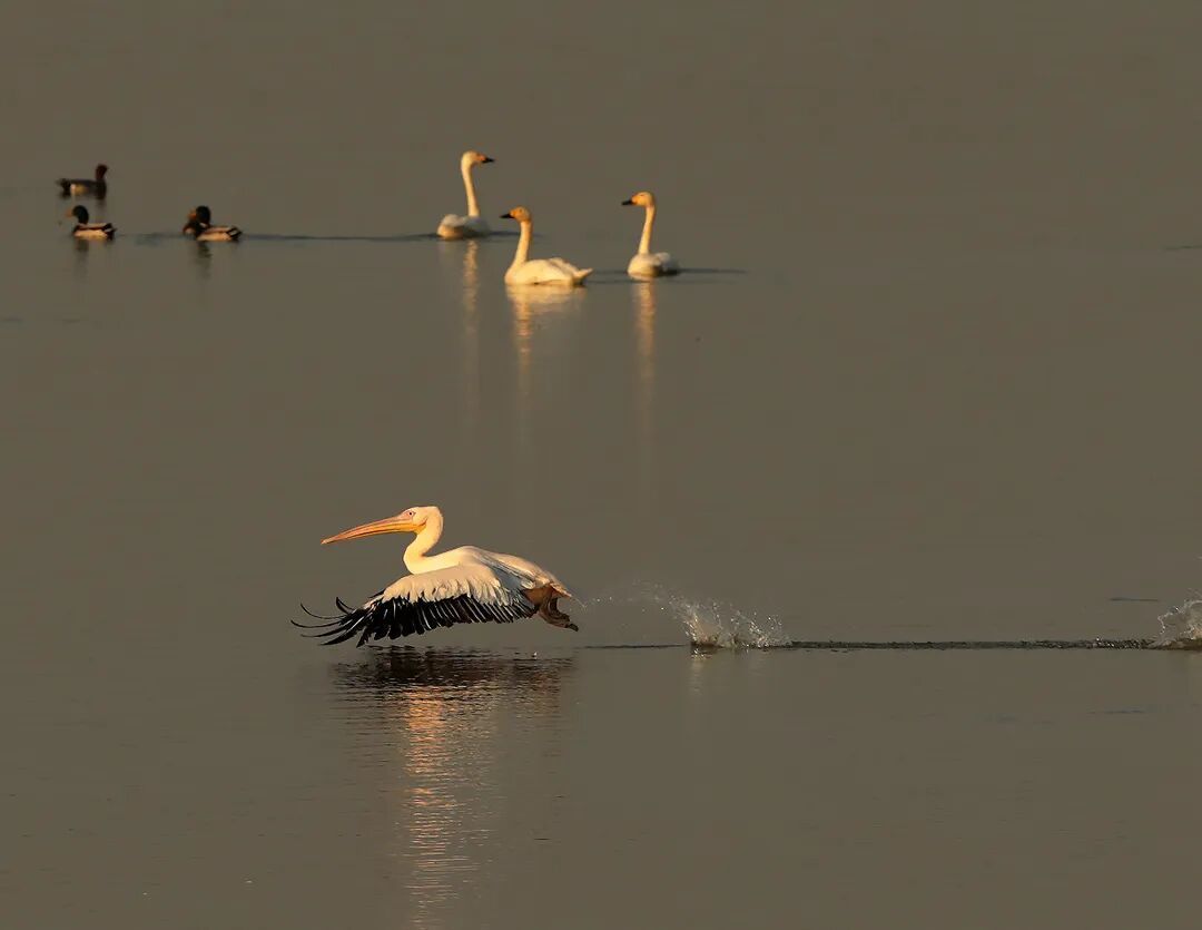 现身鄱阳湖余干水域的白鹈鹕(摄影:雷小勇)