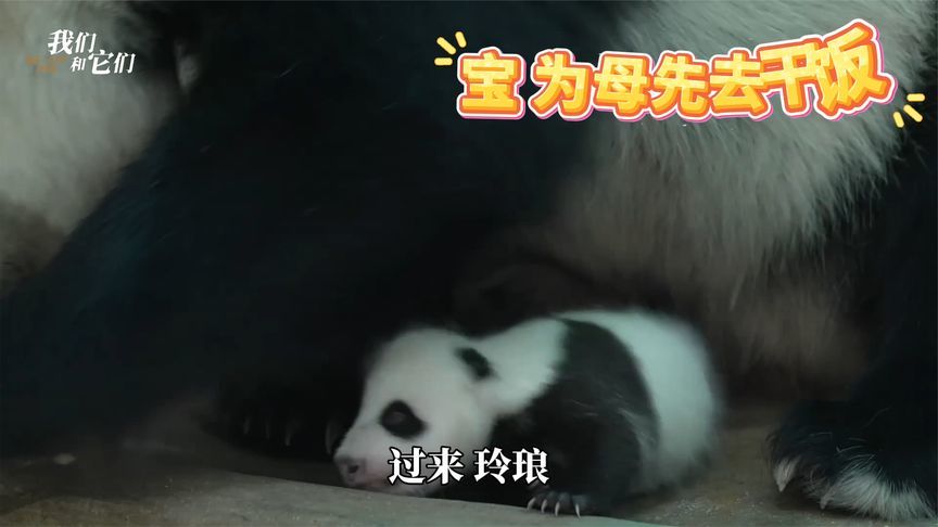 熊猫“玲琅”当妈后另类画风，个性带崽日常惊呆饲养员