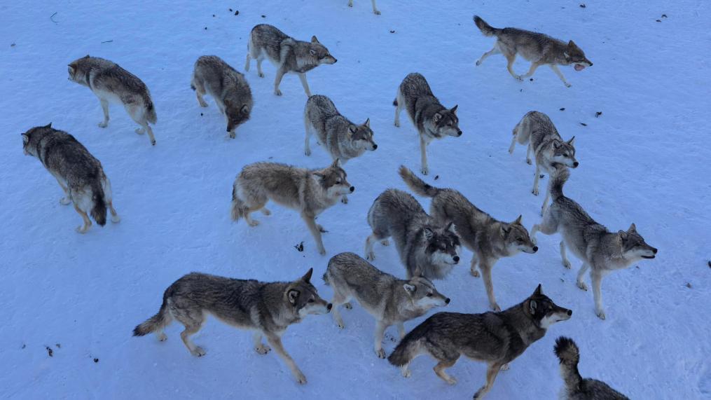 12月25日，青格里狼山国际滑雪场旁西北狼园里的狼群在等待游客投喂。新华社记者 王立明 摄