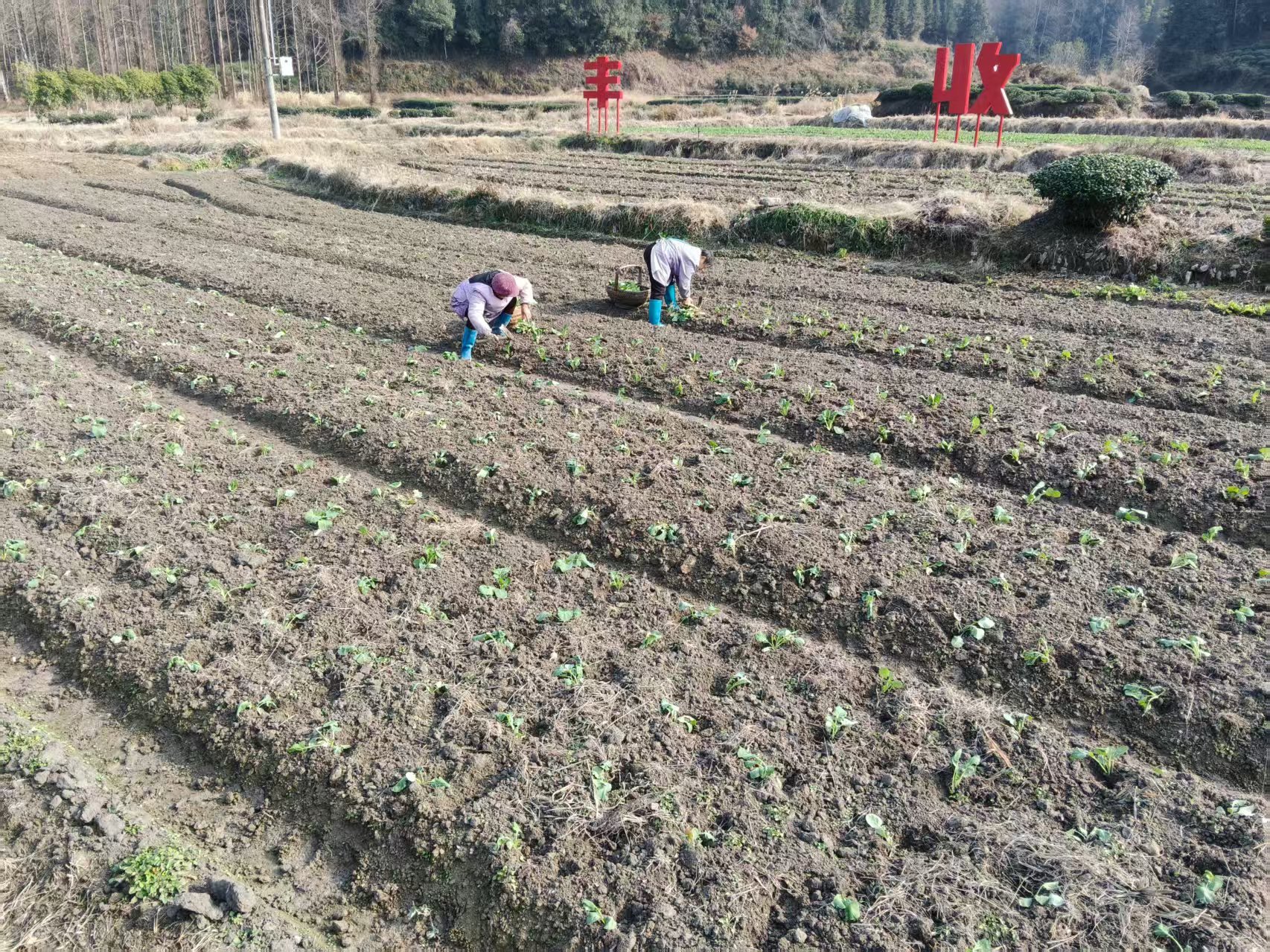 渔亭镇:冬管油菜忙
