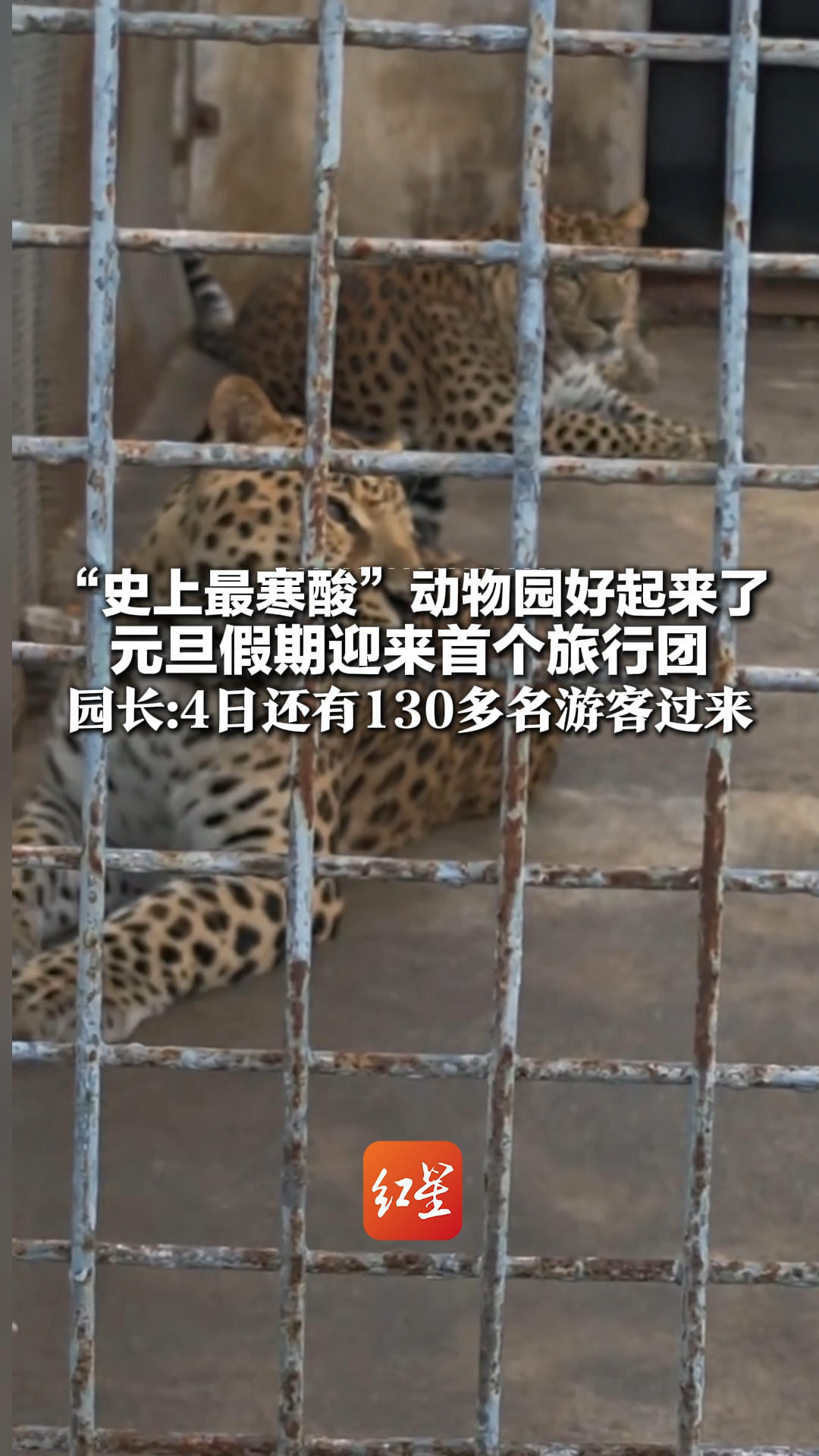 “史上最寒酸”动物园好起来了 元旦假期迎来首个旅行团 园长：这是新的开端 4日还有130多名游客过来