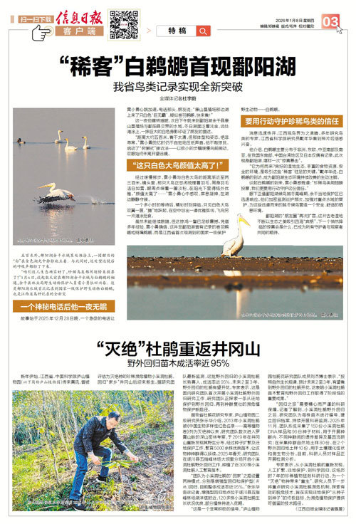 “稀客”白鹈鹕首现鄱阳湖!江西省鸟类记录实现全新突破