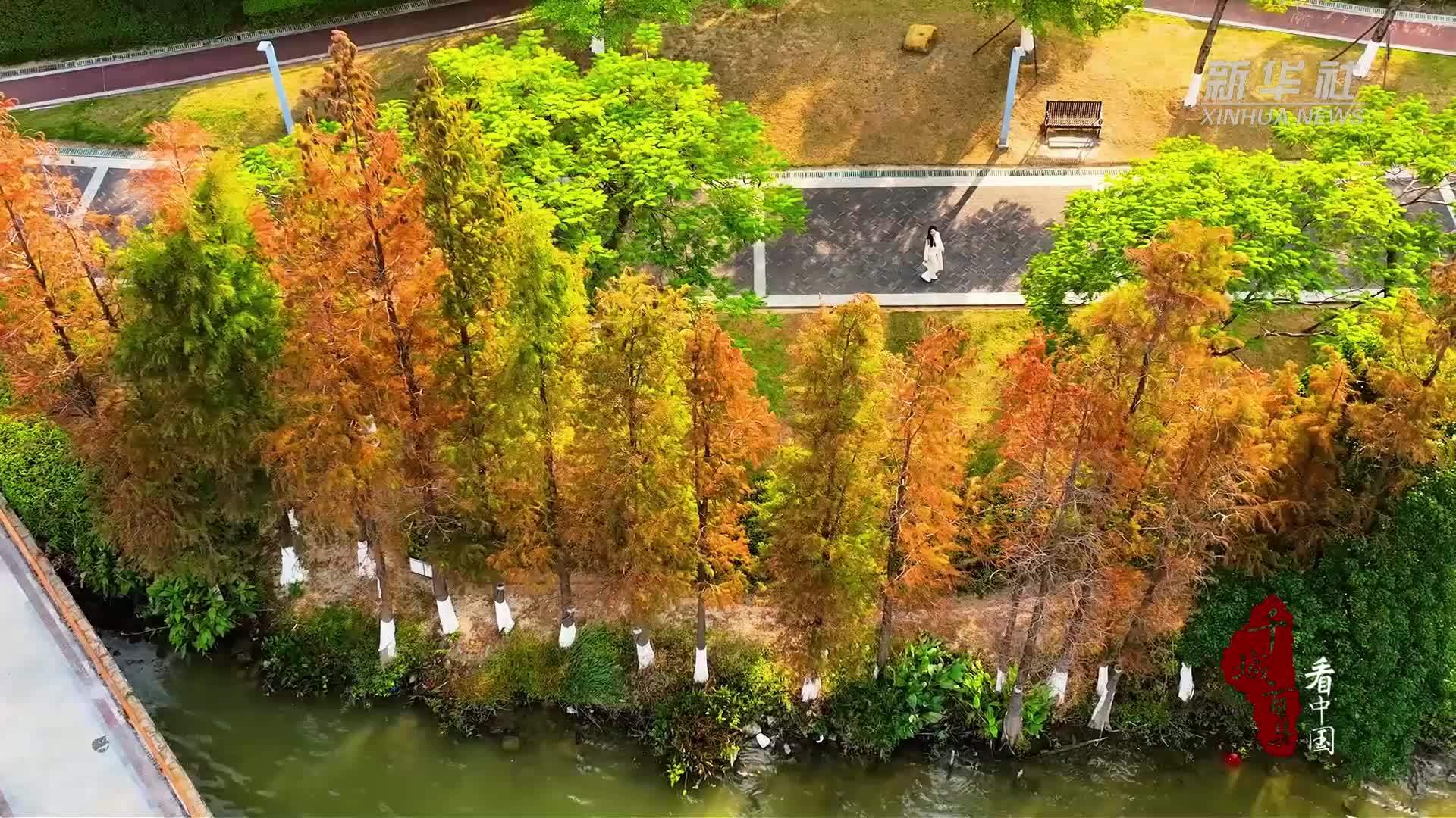 千城百县看中国丨福建晋江：落羽成杉
