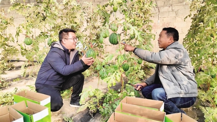     农技人员与种植户一起查看西瓜长势。