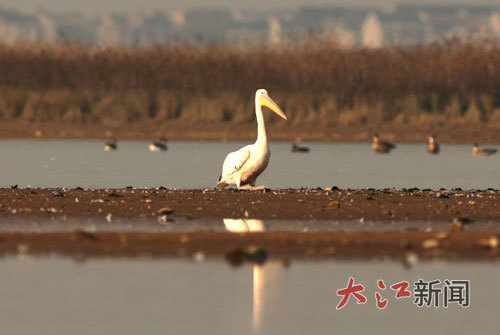 在鄱阳湖余干水域滩涂悠闲漫步的白鹈鹕。 雷小勇 摄