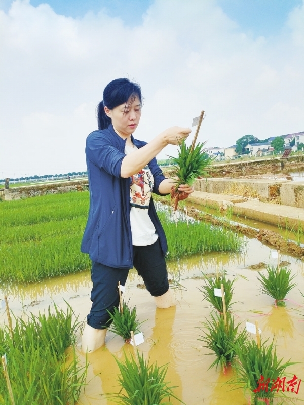 李莉在试验田里观察水稻长势。（资料图片）通讯员 摄