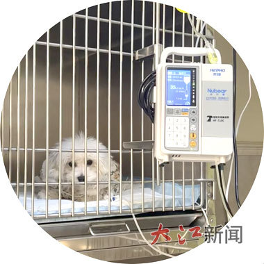 杨女士购买的比熊被确诊为“犬瘟”在接受治疗。