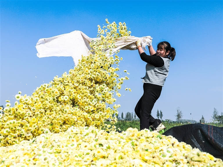 新蔡县龙口镇菊花园，村民晾晒菊花。邵青峰 摄