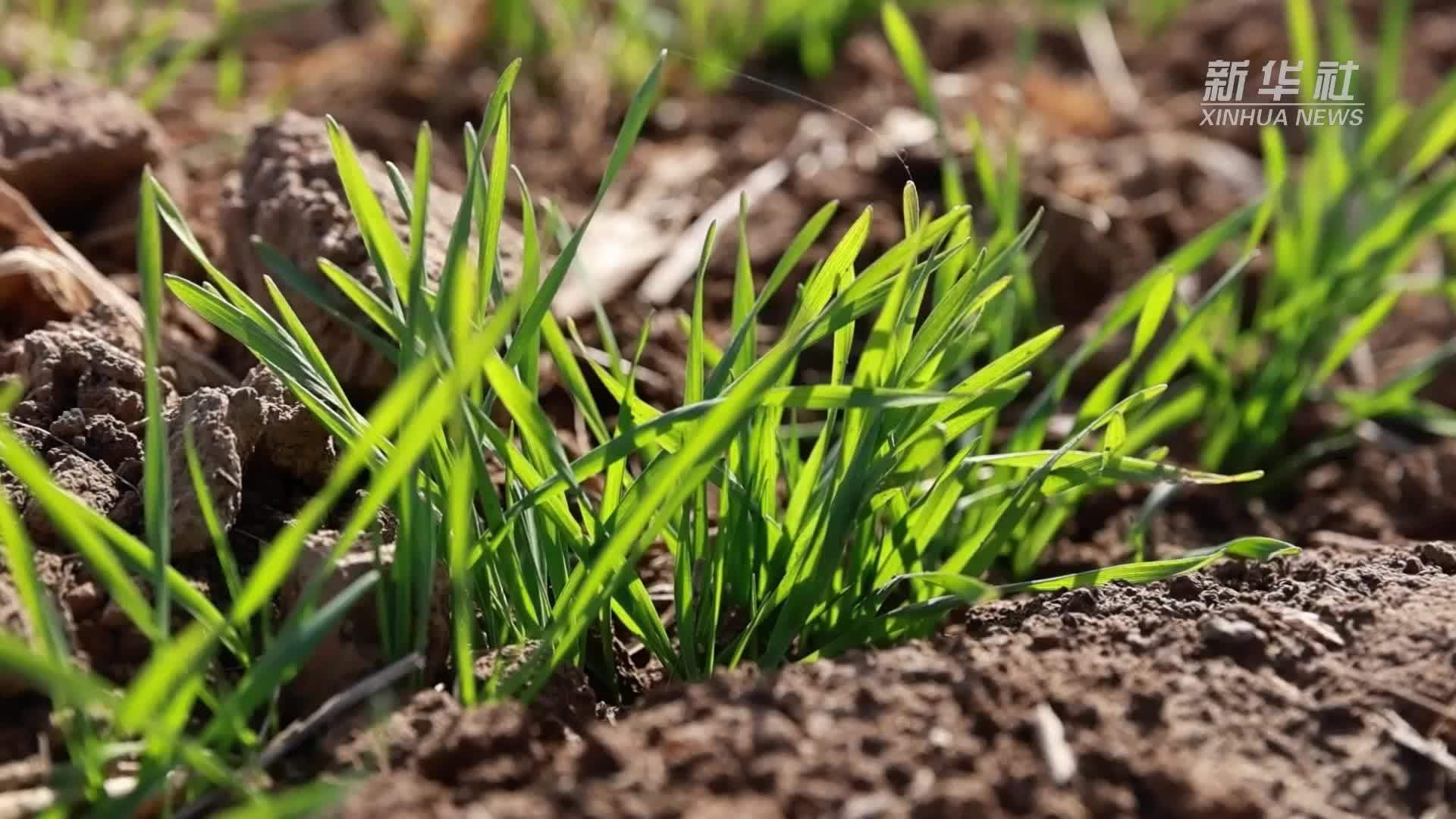 山东：抢抓冬季农业生产 夯实丰产丰收基础