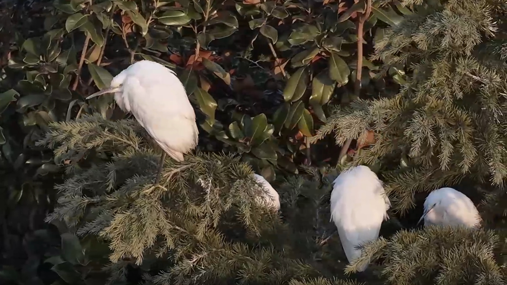 枣庄台儿庄古运河畔 素鹭闲栖玉树枝