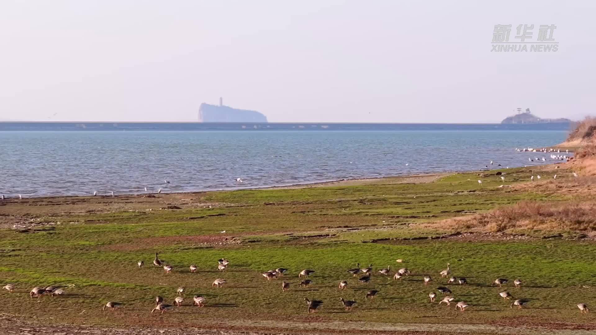鄱阳湖：候鸟的冬日盛宴