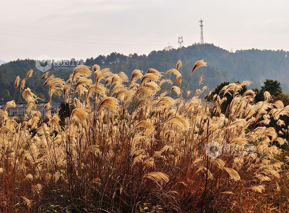 1月5日，江西省永新县烟阁乡罗曼花园内，大片芦苇浸透暖阳，泛起涟漪般的金色光晕。芦穗随风摇曳，为乡村冬日增添温暖诗意。