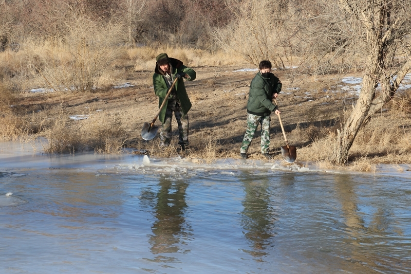 "闲置水"变冬眠水 甘肃临泽3万多亩林区开启冬灌模式
