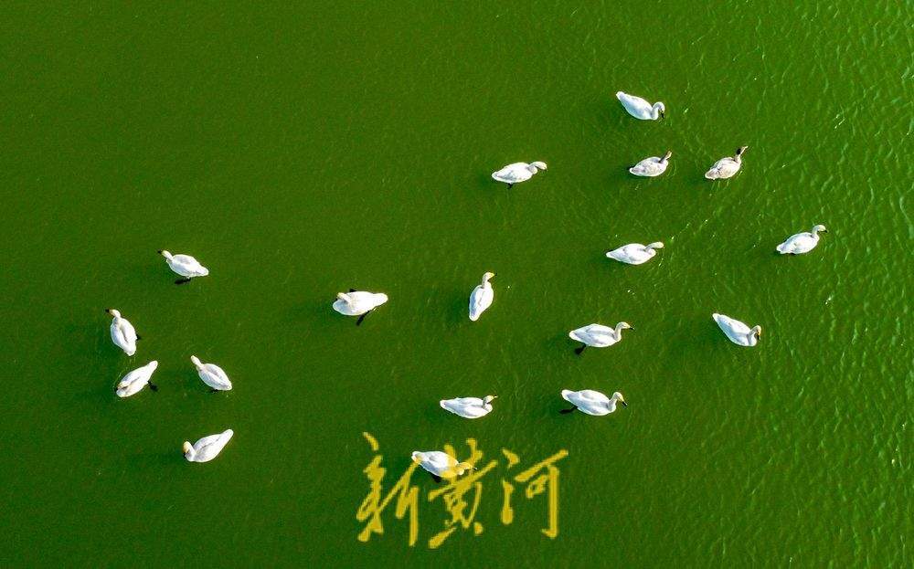 天鹅群栖济南玉清湖沉砂池 宛若翡翠上的颗颗白玉