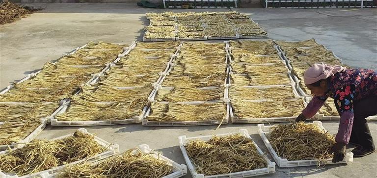 村民在晾晒黄芪