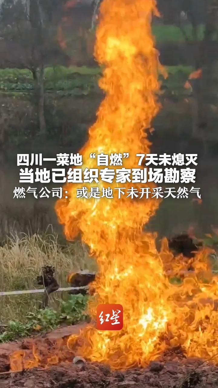 四川一菜地冒出火焰 连烧7天未曾熄灭 当地已组织专家到场勘察 燃气公司：或是地下未开采天然气