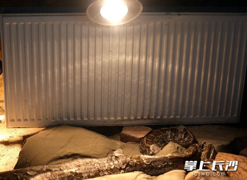 爬行馆里，暖气、地暖与模拟阳光灯协同发力。