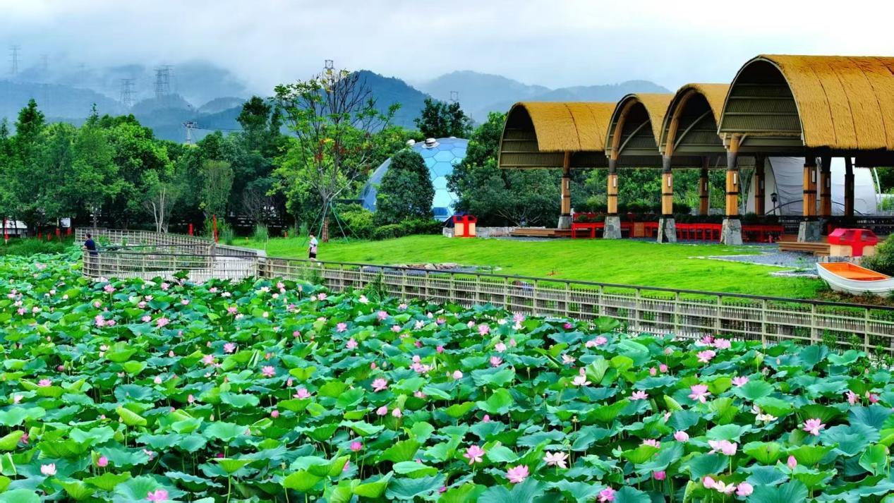 图为合兴村舟陌&middot;荷美营地